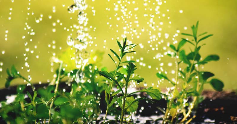 Rain falling on new plants