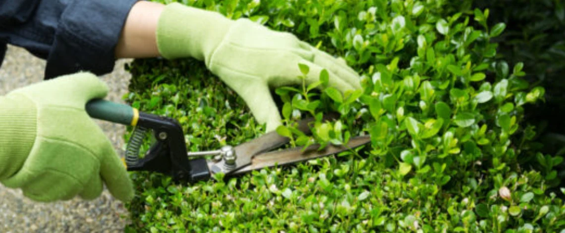 Five tips for properly caring for shrubs and ornamental plants