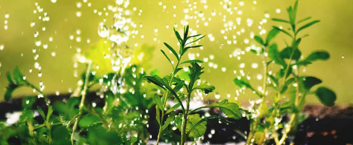 Are You Overwatering Your Plants? overwatering your plants