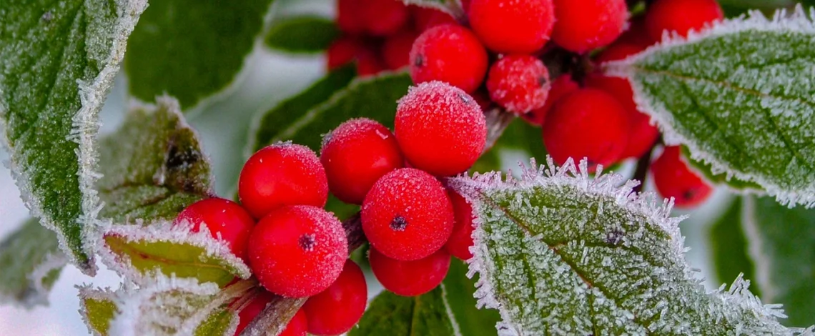 plants do well in indiana winters