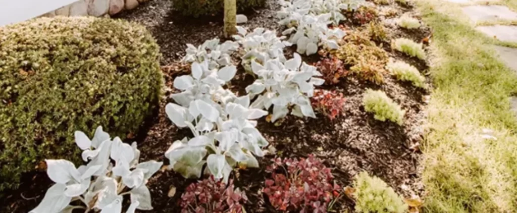 prepare yard for fall