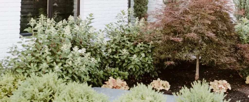 Mastering the Selection of Trees, Shrubs, and Plants for Your Yard 10 Tips for selecting the best trees, shrubs, and plants for your yard