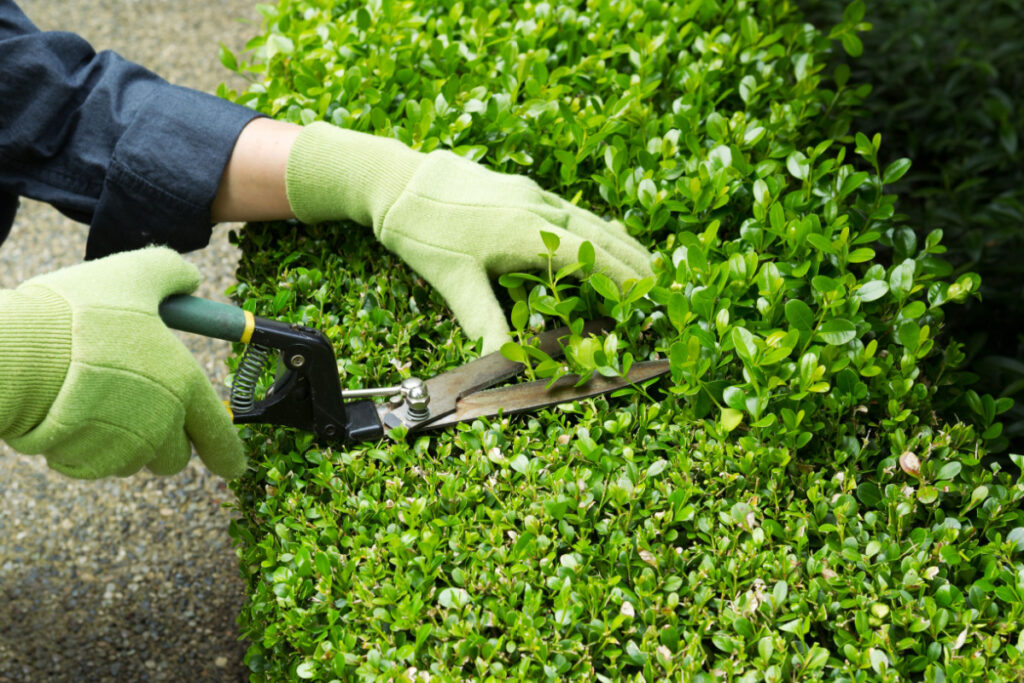 Gardener trimming a shrub