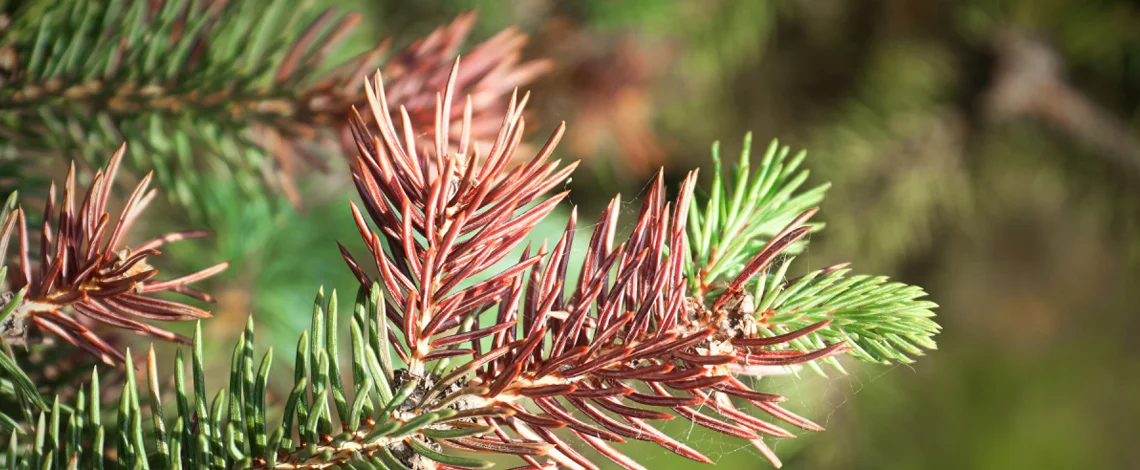 winter burns in evergreens
