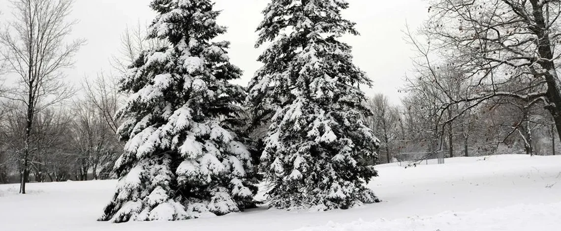 winter landscaping tips